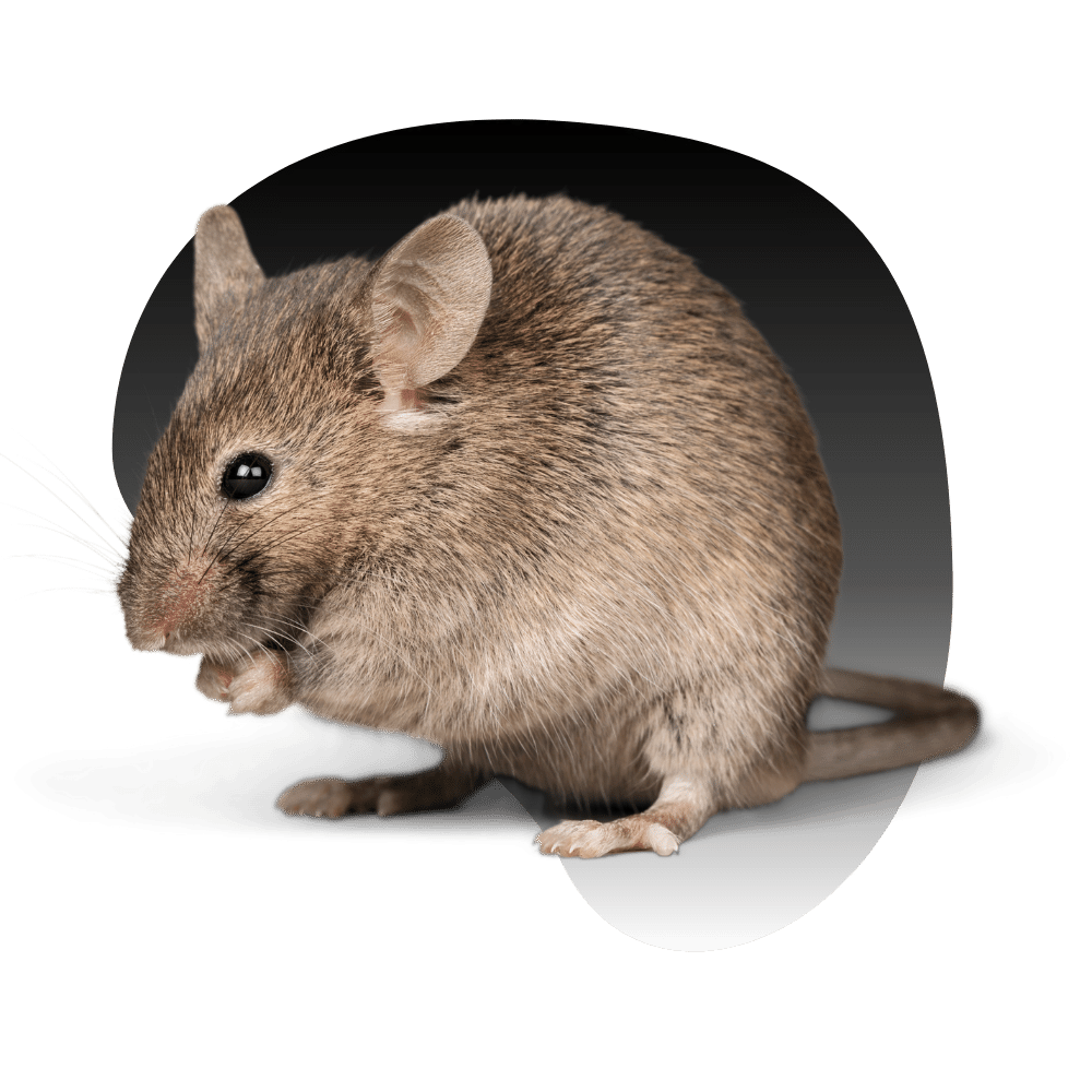 Rat & Rodent Control in Las Vegas